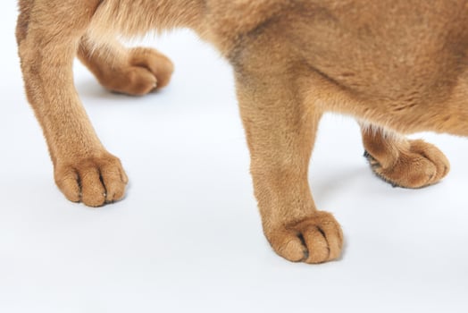 close up of puppy paws on white background with focus on brown fur and claws. photo