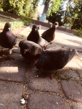 Pigeons gather in urban park for feeding on sunny day photo