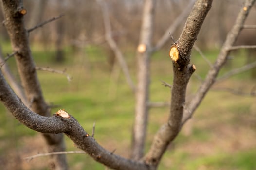 close-up of cuts on branches, Spring pruning of trees. tree branches in the garden, neatly trimmed tree branches. cut on branches photo
