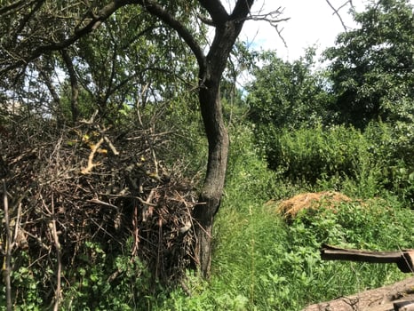 Woodland edge with lush greenery and brush pile in daylight photo