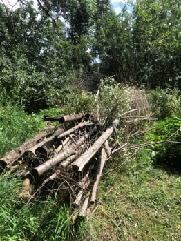 Wooden logs stacked in a lush green forest during daytime photo