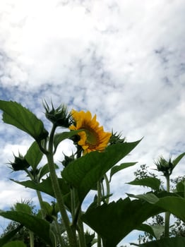 Sunflower blooming under a cloudy sky in rural setting photo