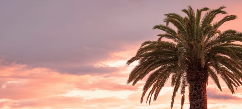 The stunning silhouette of a palm tree against a colorful sunset sky. photo