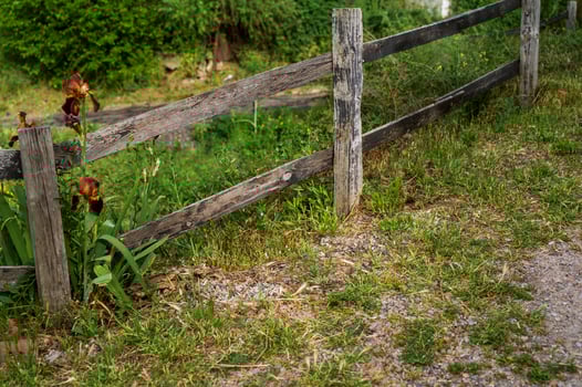 Irises, rich orange color against the background of a rural wooden fence with grass and trees. Wooden fence and grass. rural idyll. vintage setting In the background are dense green bushes photo