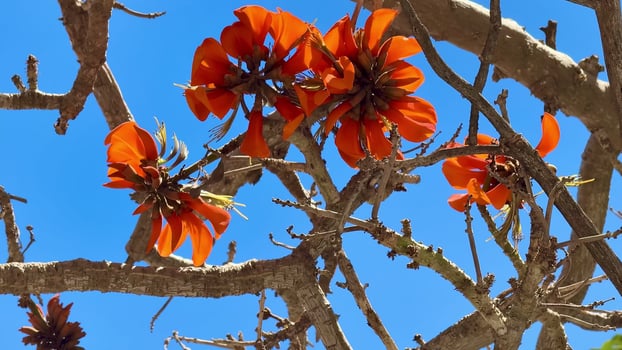 Vibrant and Lively Orange Flowers Blooming on Branches Set Against a Clear Blue Sky photo