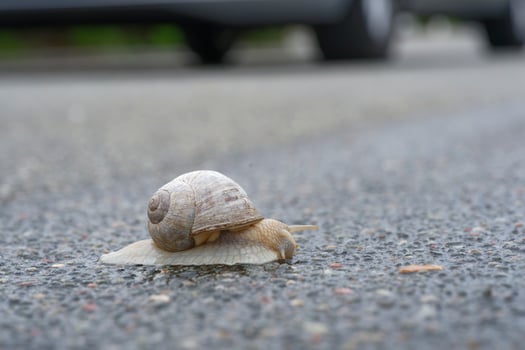 Snail Crawling on Wet Asphalt Near Car Wheels photo
