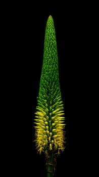 Striking yellow and green agave flower stalk against a dark background. photo