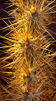 Golden Cactus Spines Against Dark Background Abstract Close Up. photo