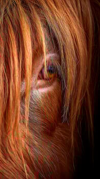 Highland Cow's Deep Brown Eye Peeking Through Its Fiery Mane. photo