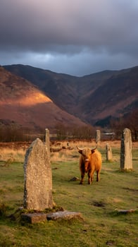 Highland Cow Stands Among Ancient Standing Stones at Sunset. photo