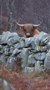 Highland Cow Peeking Over Stone Wall in a Moody Winter Landscape. photo