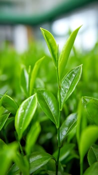 Fresh Green Tea Leaves After a Gentle Rain. photo