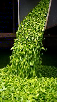 Fresh Green Tea Leaves Pouring into a Pile for Processing. photo
