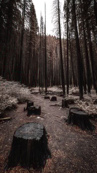 Scorched Forest Floor with Tree Stumps and Ashy Ground. photo