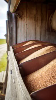 Close up of grains of wheat ready for processing at an old farm. photo
