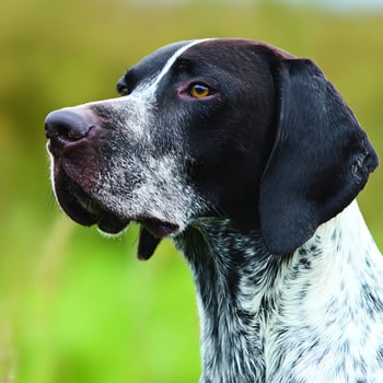 A Detailed Portrait of a German Shorthaired Pointer's Face Outdoors. photo