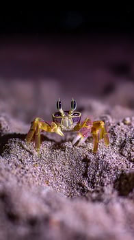 Tiny Crab with Big Eyes on Sandy Seabed at Night. photo