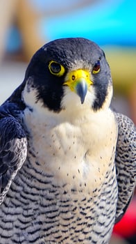 Majestic Peregrine Falcon With Intense Gaze, Striking Detail and Colors. photo