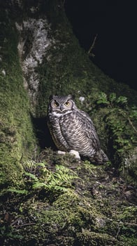 Wise Owl Perched Amidst Mossy Tree Bark and Ferns. photo
