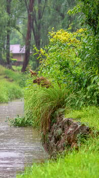 Lush Greenery Washed by Gentle Rain Falling on a Rocky Stream. photo