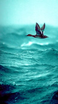 Lone duck soars gracefully over choppy turquoise ocean waves. photo