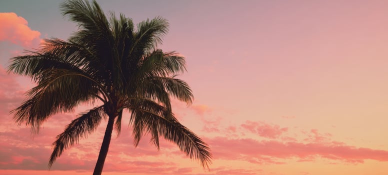 The silhouette of a palm tree against a colorful sunset sky. photo