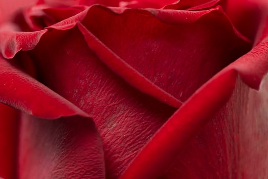 Close-up of a beautiful red rose, petals, and flower surface, symbol of love and relationships, high resolution photo