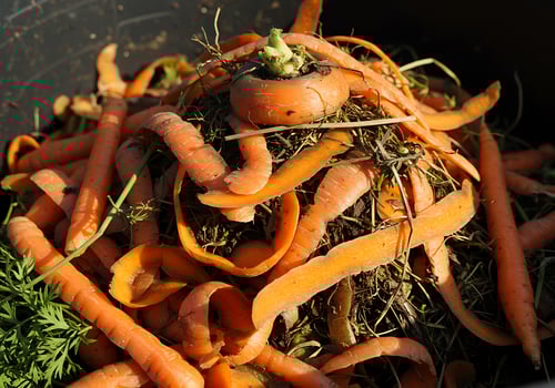 A pile of carrots photo
