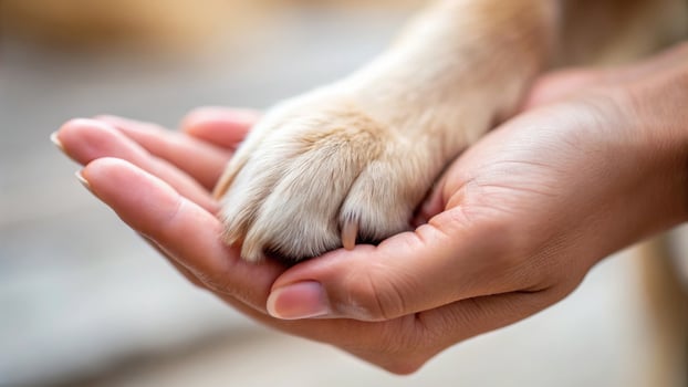 A gentle hand cradles a dog's paw, symbolizing companionship and the bond between humans and their pets. photo