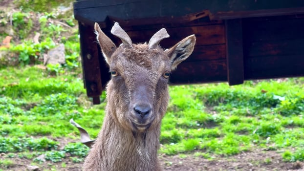 Experience the Majestic Goat living in its Natural Habitat amidst the beauty of nature photo