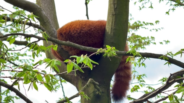 A Red Panda Climbing a Tall Tree An Adorable and Playful Moment in Natures Beauty photo