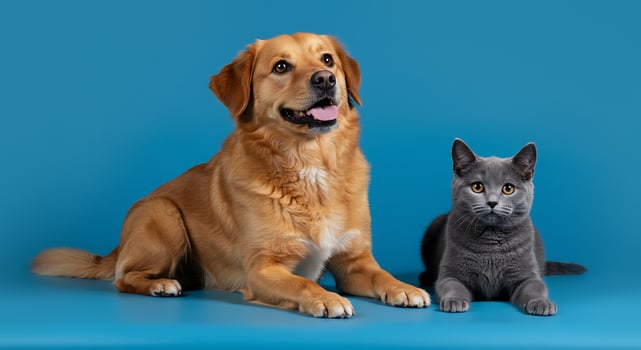 A dog and cat sitting next to each other on a blue background photo