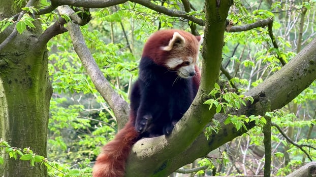 A Red Panda Resting Comfortably on a Tree Branch Surrounded by Lush Greenery and Nature photo
