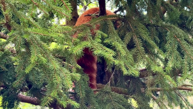 A Red Panda is peacefully Relaxing in a Tree Surrounded by Lush Greenery and Nature photo
