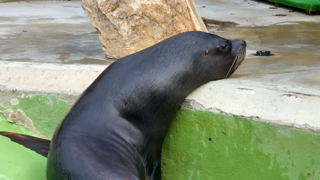 Observe a Sea Lion Engaging in Dynamic Motion and Playfulness at the Local Zoo Exhibits photo