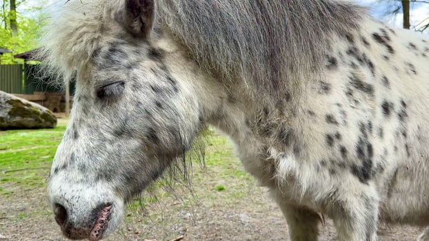 An adorable spotted pony poses beautifully in a delightful natural outdoor setting photo