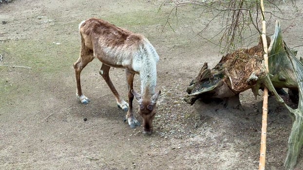Experience the fascinating wild animal feeding behavior in their natural habitat setting photo