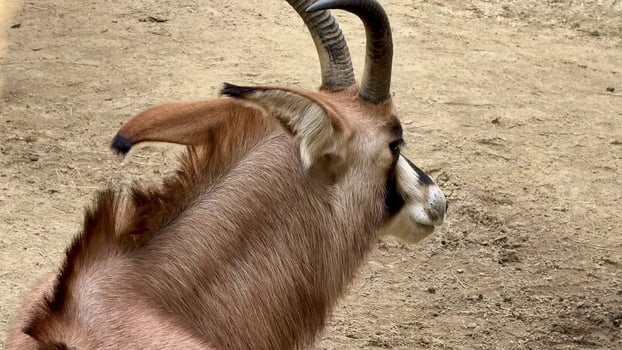 A stunningly beautiful Antelope gracefully roaming in a picturesque Natural Habitat Setting photo