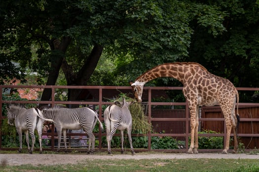 Giraffe and Zebras Feeding Together at the Zoo photo