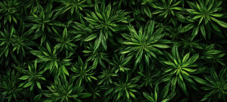 The lush green leaves of cannabis create a serene natural backdrop. photo