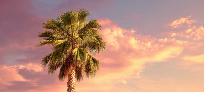 The vibrant palm tree standing against a picturesque sunset sky. photo