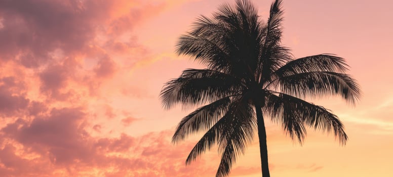 The palm tree silhouetted against a vibrant sunset sky at dusk. photo