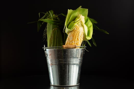 agricultural corn harvest on black background photo