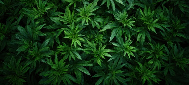 The lush green foliage of vibrant plants in a tranquil natural setting. photo