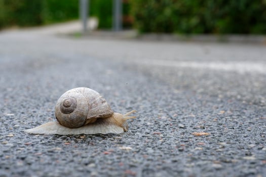 Beige Snail Crawling on Asphalt Surface travelling photo