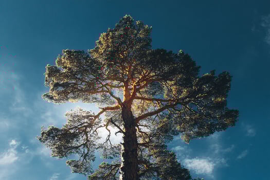Realistic lone tall pine tree reaching up toward a serene sky with detailed texture and form photo