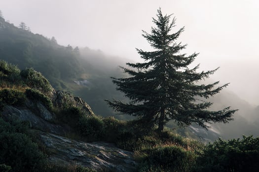 Realistic cluster of pine trees reaching skyward with visible forest floor in bright daylight photo