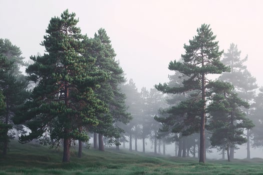 Realistic misty pine forest in dawn light with hazy layers and atmospheric tranquility photo