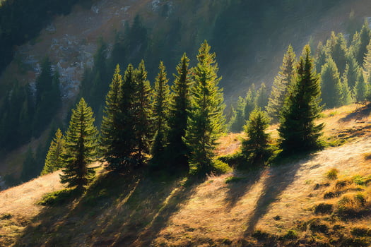 Realistic cluster of pine trees growing densely on a sunlit mountain slope with scenic forest view photo