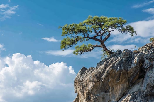 Pine tree on rocky cliff photo
